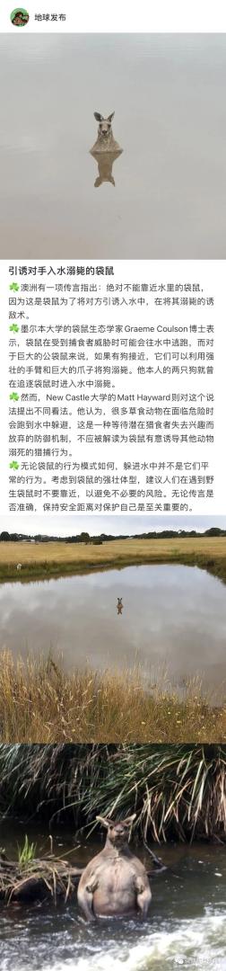 在澳洲开车如果撞到袋鼠，一定要撞死，否则将被一顿毒打