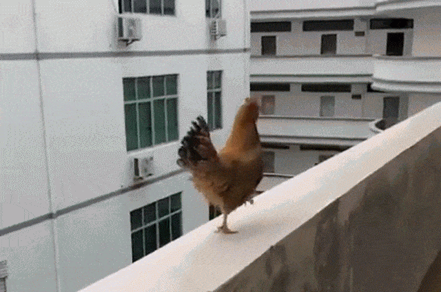 【今日爆笑动态图】姐姐这裤子防蚊