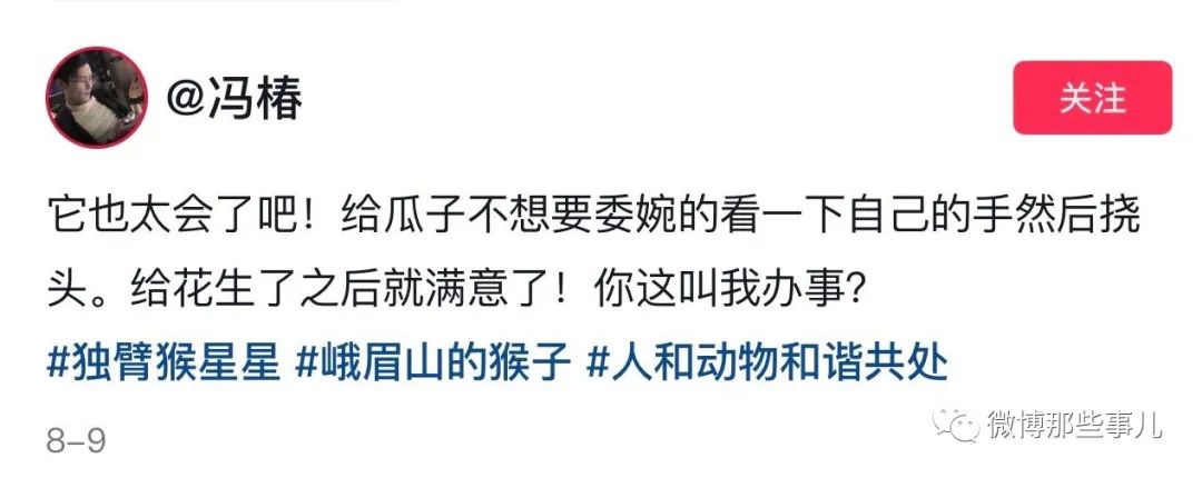 白云山的独臂猴好优雅呀！哈哈评论区的网友好搞笑