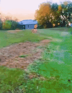 【今日爆笑动态图】马：我也是你们play中的一环吗