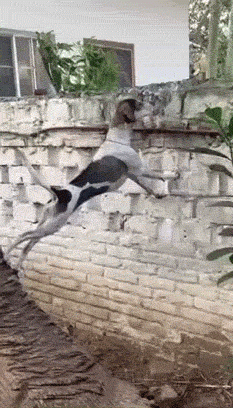 【今日爆笑动态图】算命的手里果然看的是同一本书