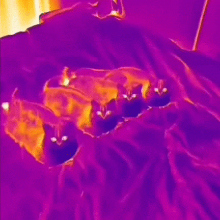 【今日爆笑动态图】猫咪安慰哭泣的主人