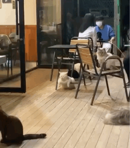 【今日爆笑动态图】这样的时装设计真是脑洞大开了，太想不到了