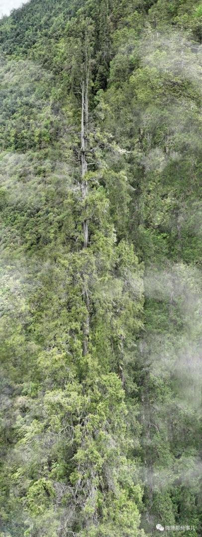 西藏境内发现亚洲第一高树，拉不完，根本拉不完，好高好高